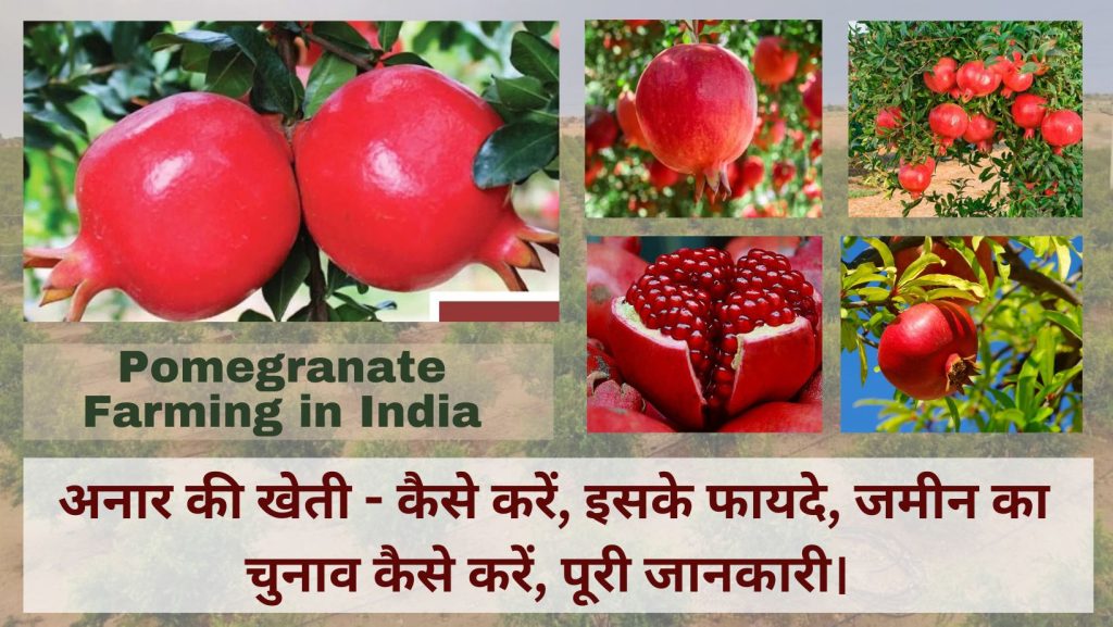 अनार की खेती - कैसे करें, इसके फायदे, जमीन का चुनाव कैसे करें, पूरी जानकारी। Pomegranate Farming in India.